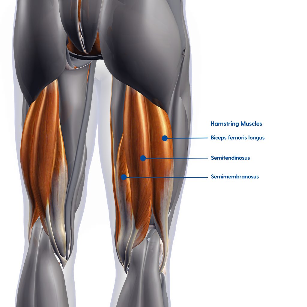 Hamstring Injury & Treatment My FootDr