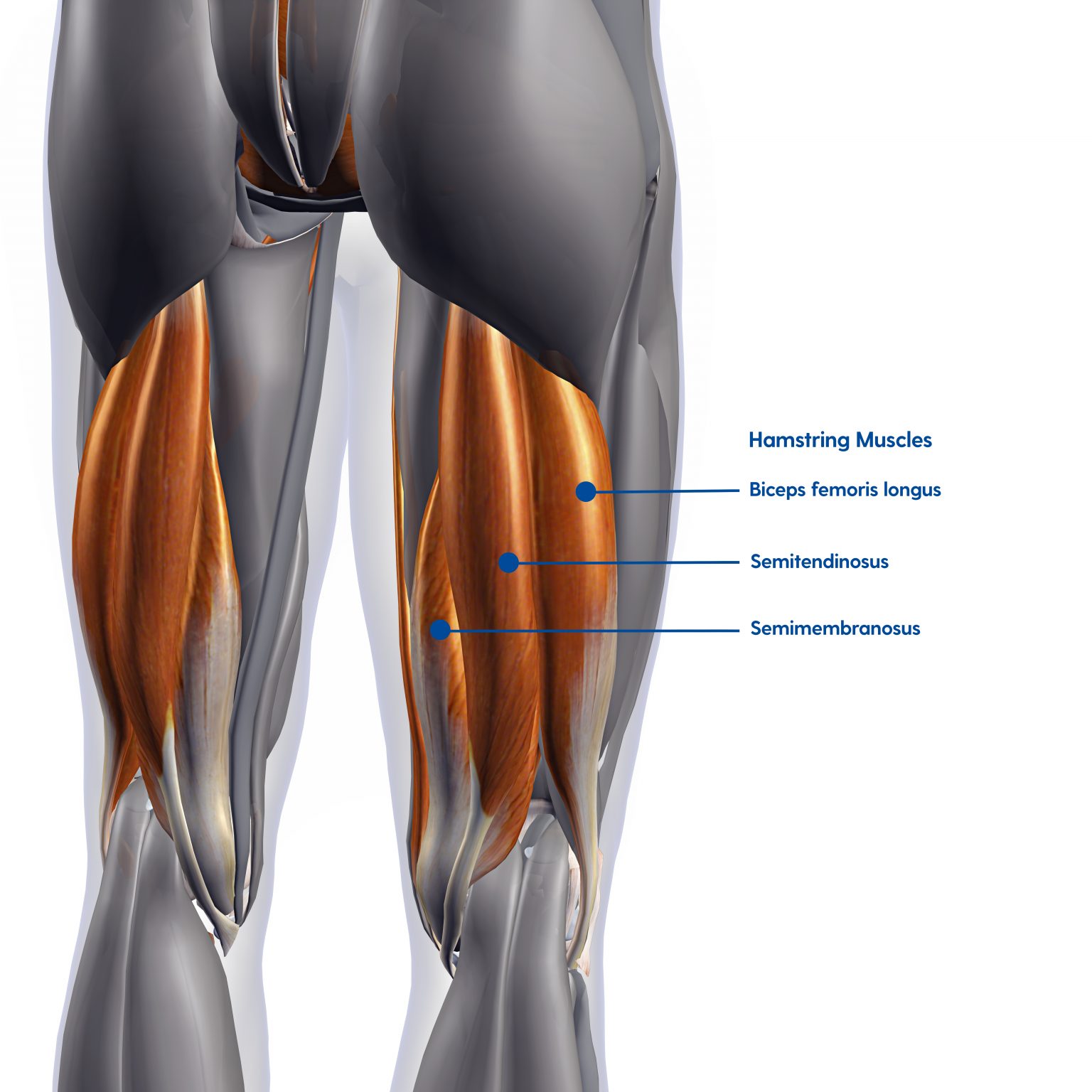 Hamstring Injury & Treatment – My FootDr